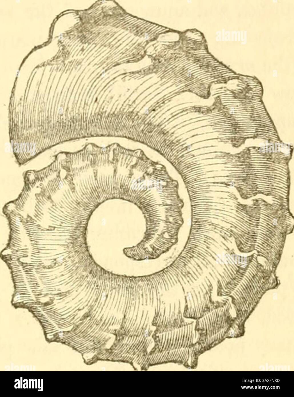 Gyroceras hi-res stock photography and images - Alamy