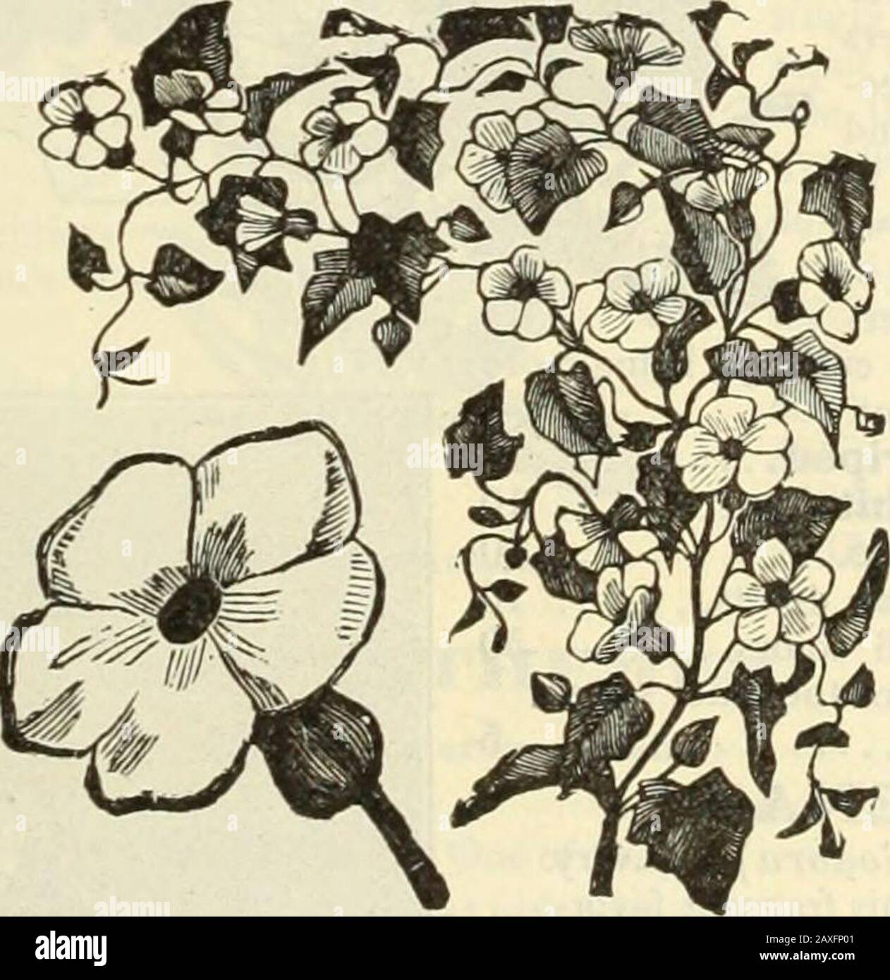 Dreer's garden book : seventy-fourth annual edition 1912 . allSweet Williams. The individual flowersand trusses are of extraordinary size, whilethe range of color, all showing a clear, whiteeye, is truly superb. J oz., 25 cts 10 4297 Double Mixed. All colors. J oz., 30cts. 10 4296 Giant Double. A decided improvement.The plants are of robust, bushy habit, pro-ducing numerous stems surmounted by im-mense umbels of full, double flowers, manyof the individual flowers measuring over oneinch in diameter. The colors are extremelyvaried. J^ oz., 60 cts. 15 TORENIA. 4322 Fournieri A very fine annual;a Stock Photo