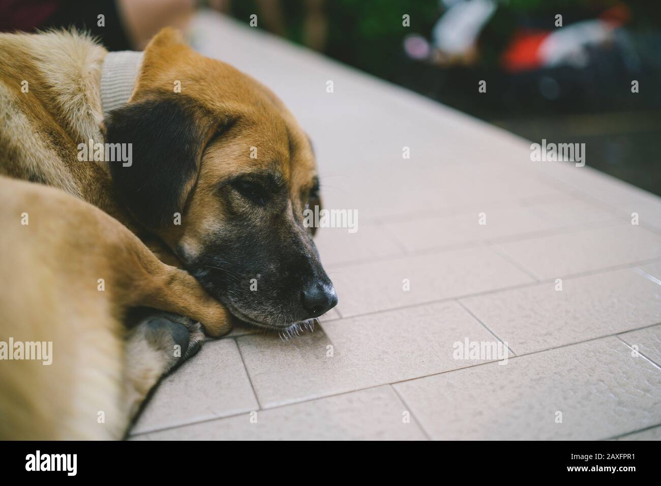 dog sleep at night street Stock Photo Alamy