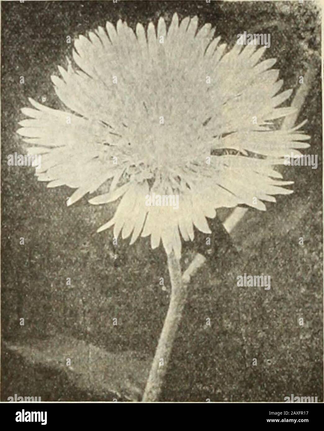 Dreer's garden book : seventy-fourth annual edition 1912 . Stock Photo