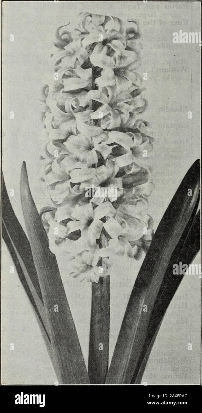 Bulbs & seeds : autumn 1909 . e detecteduntil planted, but lessen the danger of unin-tentional mistakes as well. In buying your bulbs, will it not be well toavail yourself of the protection afforded by themost extensive bulb trials in America and makesure of getting the best ? D. M. FERRY & CO., DETROIT, MICH. DOUBLE HYACINTHS Our double hyacinths are of high grade, and can be depended upon to produce double flowers in a proportionunequaled in inferior grades. The double varieties marked (*) are desirable for forcing^. Double White each doz. Bouquet Royal, creamy white, large 12 |i 25 Isabella Stock Photo