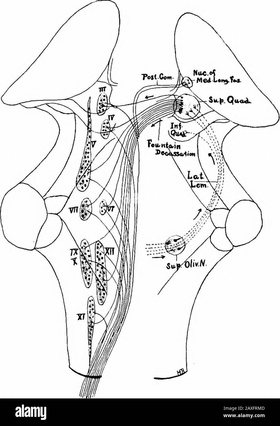 A Manual Of Anatomy Ypathway In The Pregeminal Region The Crusta And Substantia Nigra Aresubstantially The Same Medially At The Junction Of The Tegmentumand Crusta Is A Groove Sulcus Oculomotorius From