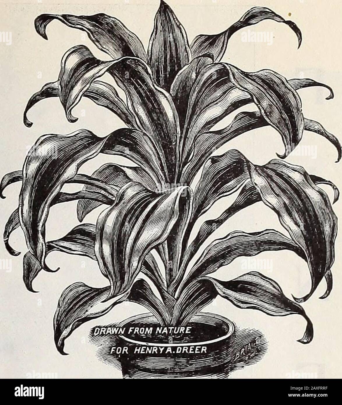 Dreer's wholesale price list 1907 : bulbs plants seasonable flower and vegetable seeds fertilizers, tools, etc., etc . Ficus LUTESCENS (Mistletoe Fig) DRAOENA LINDENI Ficus Pandurata. (The iVIajestic Rubber Plant.) A truly majestic plant. Its gigantic leaves, which frequently meas-ure 10 inches in width by 15 inches in length, are irregular in outline,are of a rich, deep green with creamy-white veins and of remarkablesubstance, enabling the plant to flourish under the most unfavorableconditions. One of the finest foliage plants of recent years. The stockis limited, and orders will be filled in Stock Photo