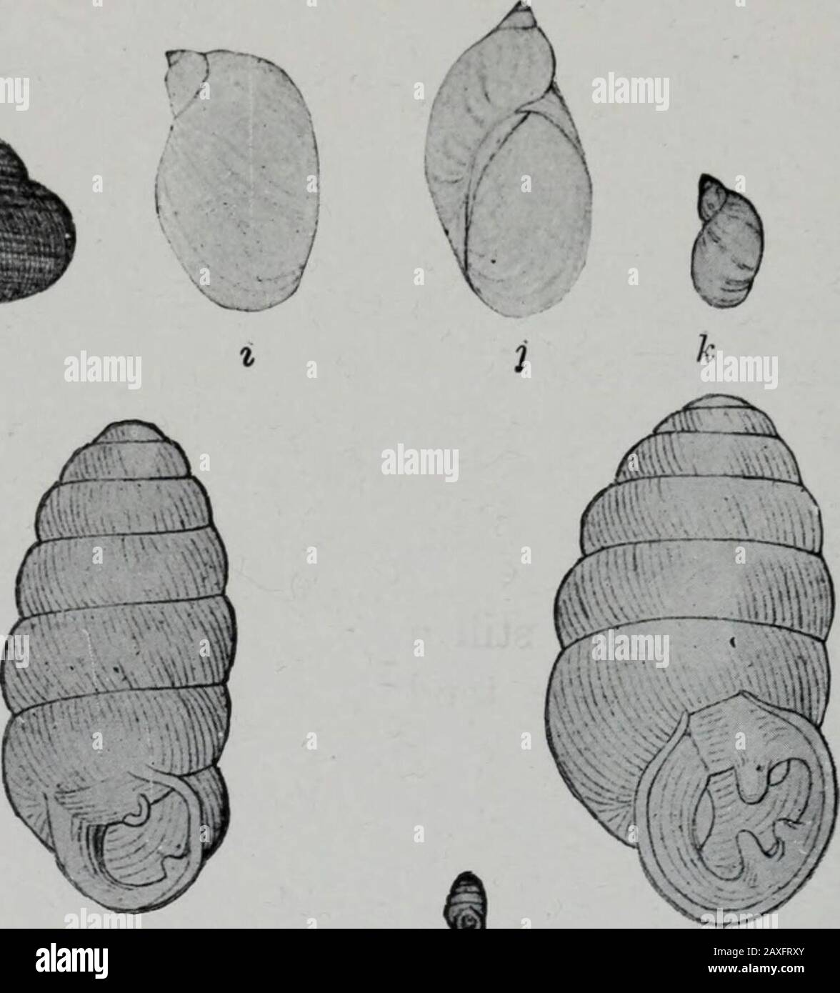 Geology . n. Fig. 526.—Loess Shells, a-b, Zonitoides minusculus (Binney); c-d, Euconulus julvus(Drap.); -/, Strobilops labyrinthica (Say); g, Polygyra clausa (Say); h, P. mul-tilineata (Say); i-j, Succinea obliqua Say; k, S. avara Say; l-m, Polygyramonodon (Rack); n, Bifidaria pentodon (Say); o, B. corticaria (Say); p, B.mus-corum (Linn.); q, B. armifera (Say). The small figures adjacent to some of thelarge ones show the natural size of the shells. relation to them. This is conceded, without proving that the loessis fluvial. By the aqueous hypothesis, the loess is assigned to direct deposi-tio Stock Photo