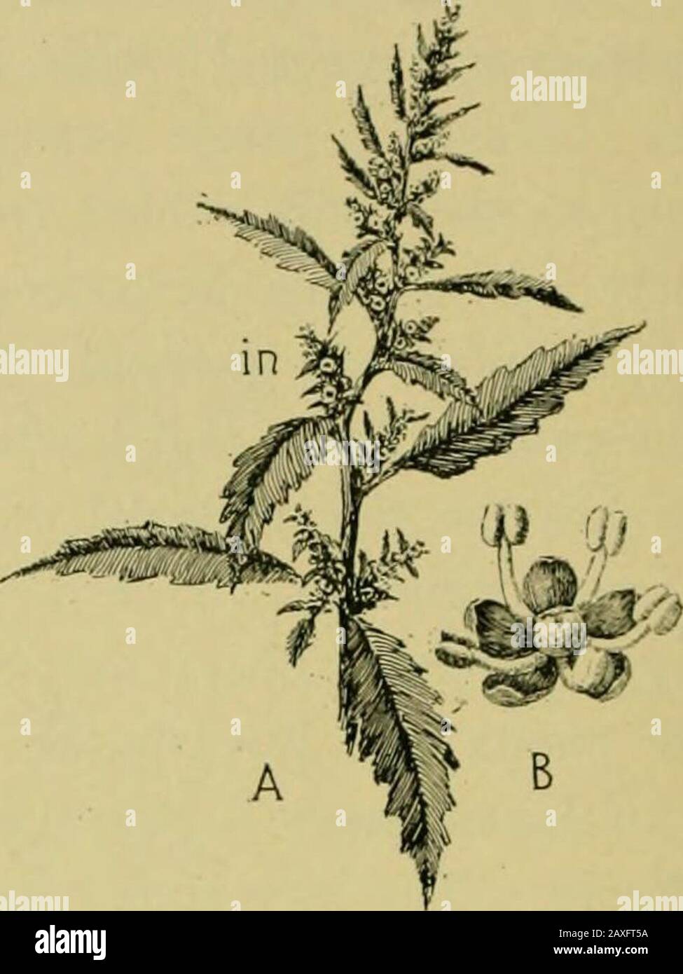 Nature and development of plants . Fig. 302.. Fig. 303. Fig. 302. Inflorescence and fruit of elm, order Urticales: A, twig ofelm bearing principally staminate flowers. B, a staminate flower enlarged,showing lobed perianth enclosing numerous stamens. C, pistillate flower,two-lobed stigma projecting from perianth. D, section of pistillate flower,showing aborted (sterile) stamens and pistil (fertile) of two carpels, asindicated by the two stigmas. E, the fruit and perianth still attached. Awing has grown out from the sides of the ovary. Fig. 303. A simple type of the Chenopodiales: A, shoot of Me Stock Photo