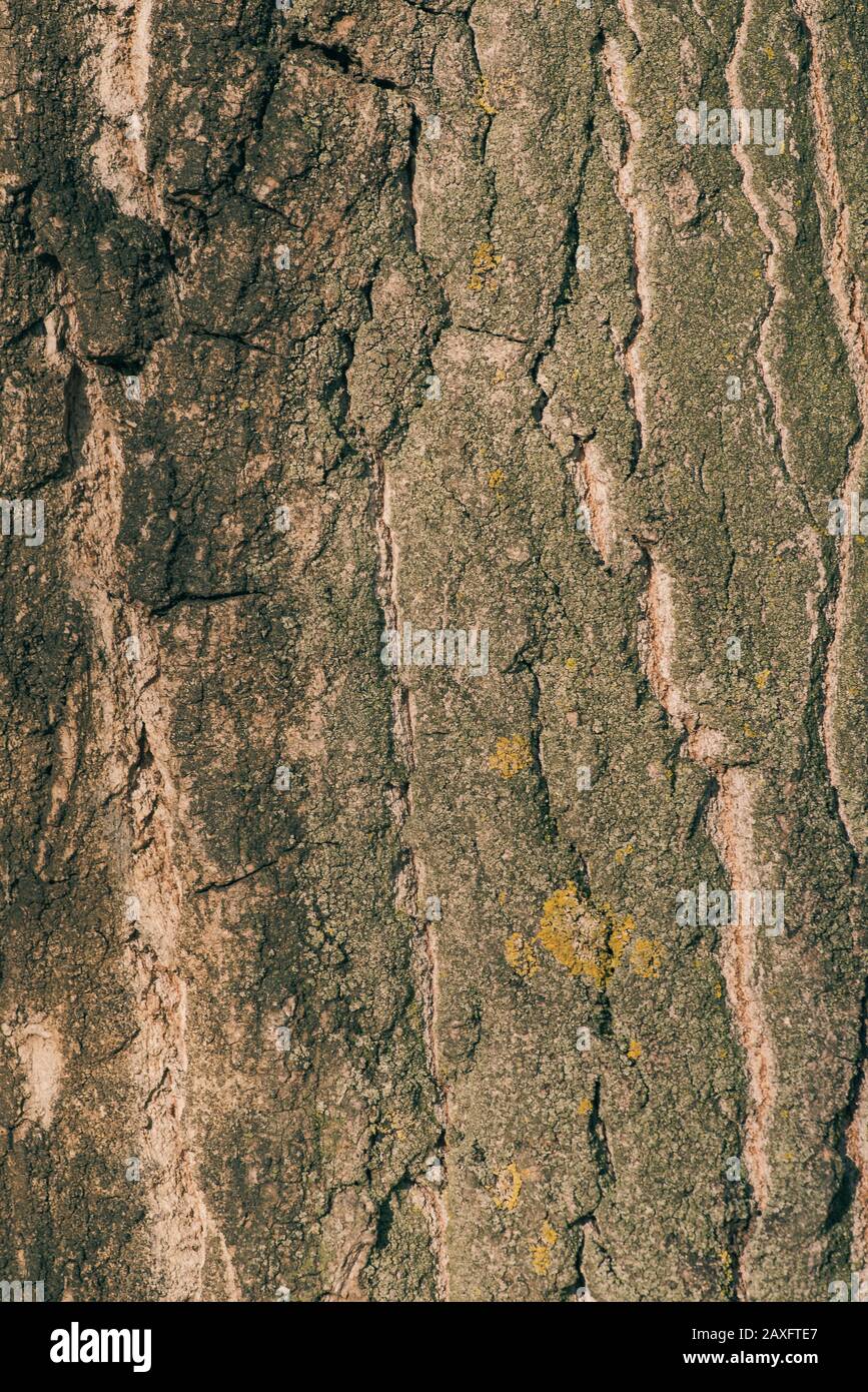 background made of old tree bark texture and patterns Stock Photo - Alamy