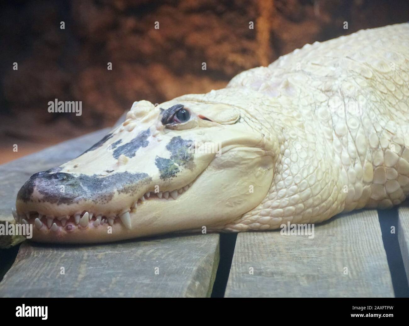 74 Albino Crocodile Stock Photos, High-Res Pictures, and Images
