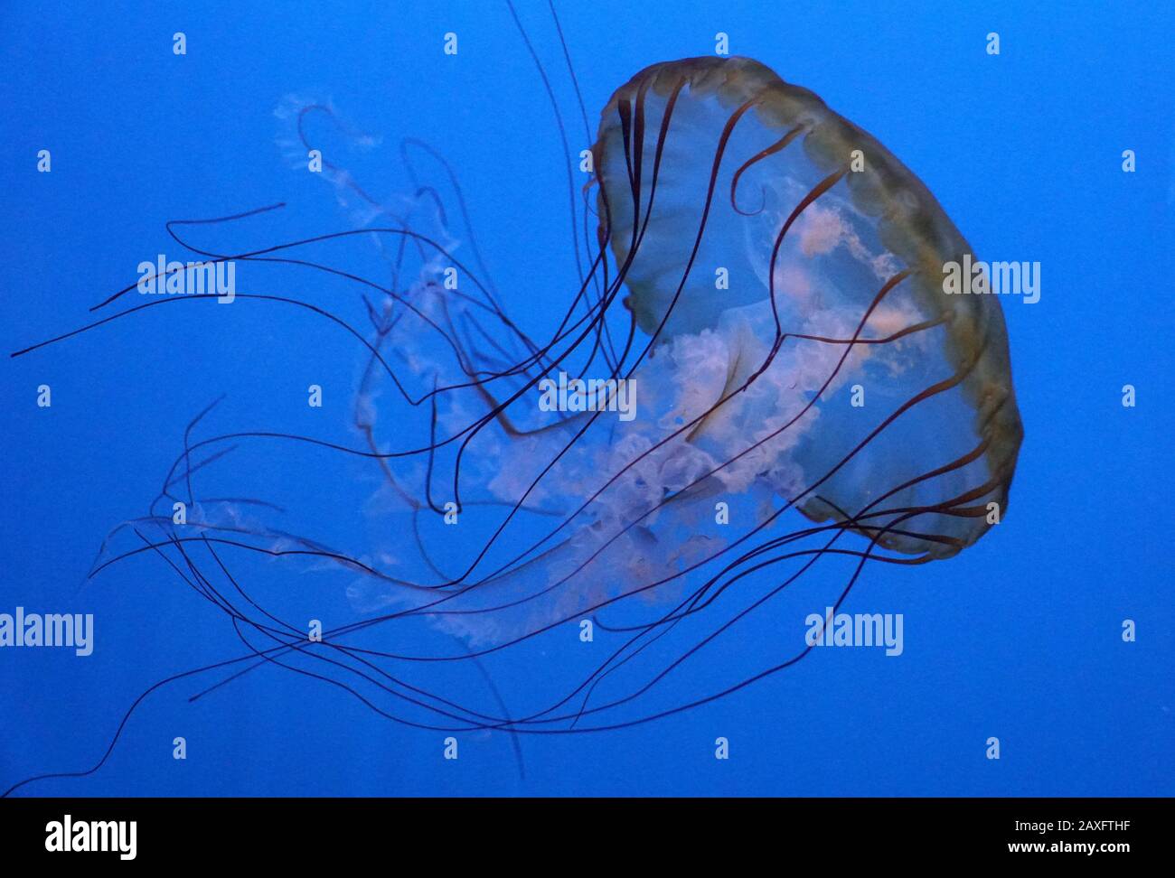 Close up of a pacific sea nettle jellyfish Stock Photo