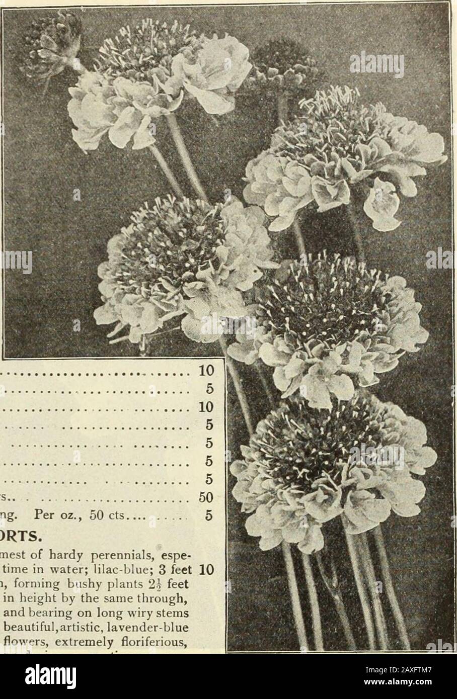 Dreer's garden book : seventy-fourth annual edition 1912 . Improved Large-ploweking Scabiosas. SCHIZANTHCS DWARP Largb-flowered. SCmZANTHUS. (Butterfly or Fringe Flower.) This is one of the airiest and daintiest flowers imaginable, especiallyadapted to bordering beds of taller flowers and those of a heavier growth.The seeds germinate quickly and come into bloom in a few weeks fromsowing. The florescence is such as to completely obscure the foliage, mak-ing the plants a verital)le pyramid of the most delicate and charming bloomIf a continuous show of bloom is desired, it will be well to make so Stock Photo
