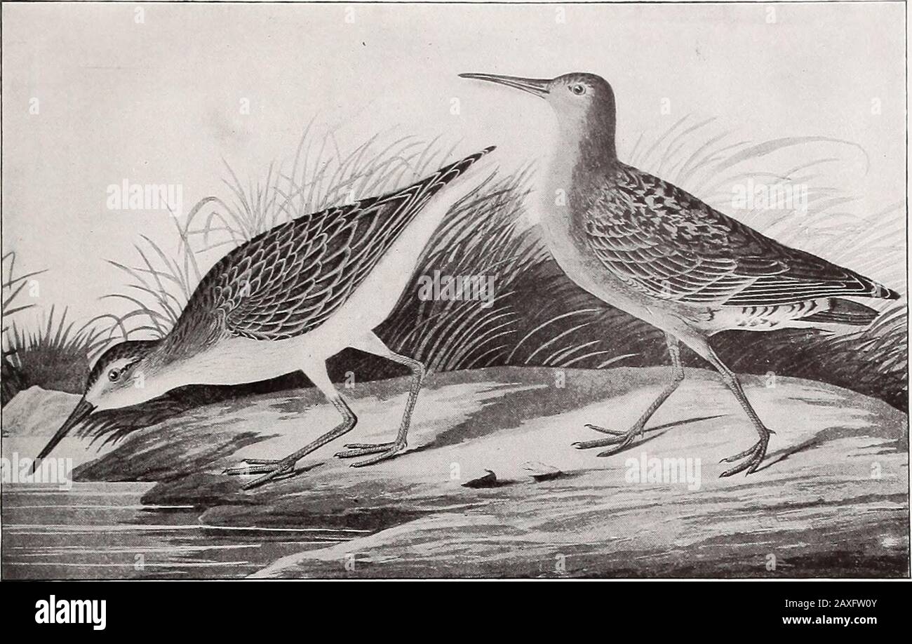 Annual report . ^ 24, 1883, on Shinnecock bay, L. I. [Auk, i: 32-33],and another presuinabh from Long Island, which was sent to Mr Butcherb mail, June 9, 1891. The Curlew sandpiper associates with dunlins on the shores and mudflats, and in appearance resembles a diminutive Knot with a long decurvedbill [Seebohm]. BIRDS OF NEW YORK 317. Cvirlew sandpiper. Erolia f erruginea (Briinnich). From Audubon, Birds of America. About i nat. size Ereunetes pusillus (Linnaeus)Semipalmated Sandpiper Plate 35 Tringa pusilla Linnaeus. Syst. Nat. Ed. 12. 1766. i-252Heteropoda semipalmata DeKay. Zool. N. Y. 18 Stock Photo