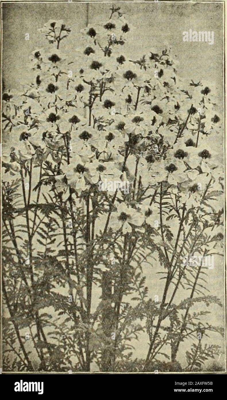 Dreer's garden book : seventy-fourth annual edition 1912 . ve borders or beds, and no garden iscomplete without Scabiosas, especially where flowersire wanted for cutting. We offer ten beautiful colorsts under: IMPROVED LARQE^FLOWERING. PER PKT. 394339443951395239533954395539563957395839593960 39413942 Azure Fairy. Lavender-blue 10 Crimson 5 Flesh Pink 5 King of the Blacl&lt;s. Black-purple 10 Lilac 6 Pompadour. Deep violet and white 10 Purple Edged White 5 Rose 5 Tile-red 5 White 5 Collection of a packet each of the above 10 colors 50 Mixed. All colors of the Improved Large-flowering. Per oz., Stock Photo