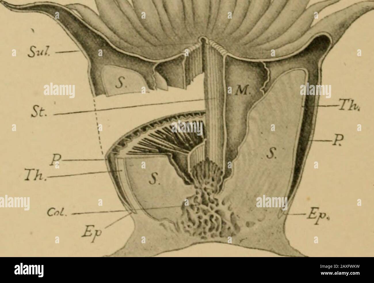 The porifera and coelentera . al ectoderm. The anatomy of the soft parts of any Scleractinian resembles,in essential points, that of an Actinia. There are comi)lete andincomplete mesenteries arranged in cycles, the sequence of numbersbeing usually 12, 12, 24, 48, etc., as in Hexactiniae. Usually twocouples of directive mesenteries are present, but in a few forms(Mussa, Lophobelia, and Euphyllia) there are no directives. Fora detailed account of the anatomy of such corals as have beenstudied, the reader is referred to the works of von Koch (51, 57, 62 THE ANTHOZOA 58, 59, 63); von Heider (38); Stock Photo