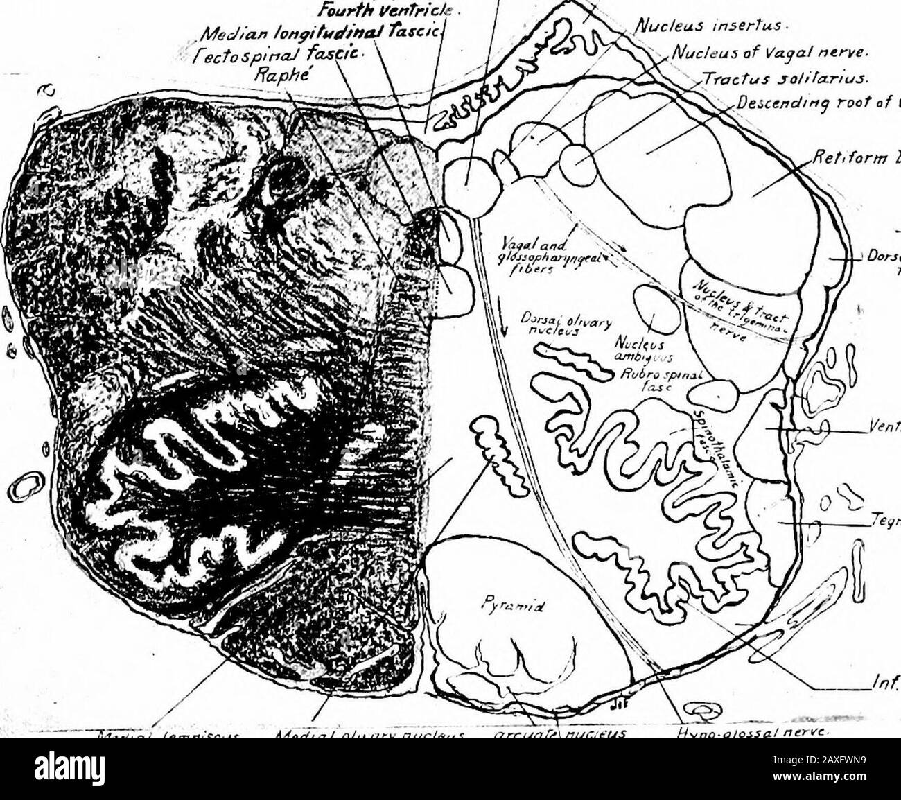 A manual of anatomy . and isflanked by the large motor tracts, the pyramids; these are coveredexternally (superficially) by some gray nerve tissue, the arcuate THE MIDOLTVARY REGION 399 nucleus and some nerve fibers, the external, or superficial arcuatefibers. Of these arcuate fibers some arise in the nuclei graciHs andcuneatus of the same side and pass to the cerebellum; others arisefrom the nuclei of the opposite side, decussate in the raphe, courseventrally and pass over the surface of the pyramid. Many of thesefibers are interrupted in the arcuate nuclei and then pass on to thecerebellum b Stock Photo