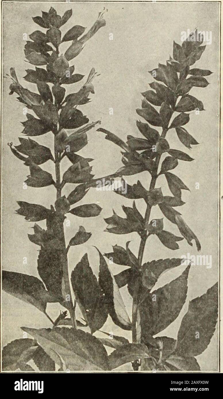Dreer's garden book : seventy-fourth annual edition 1912 . Stock Photo
