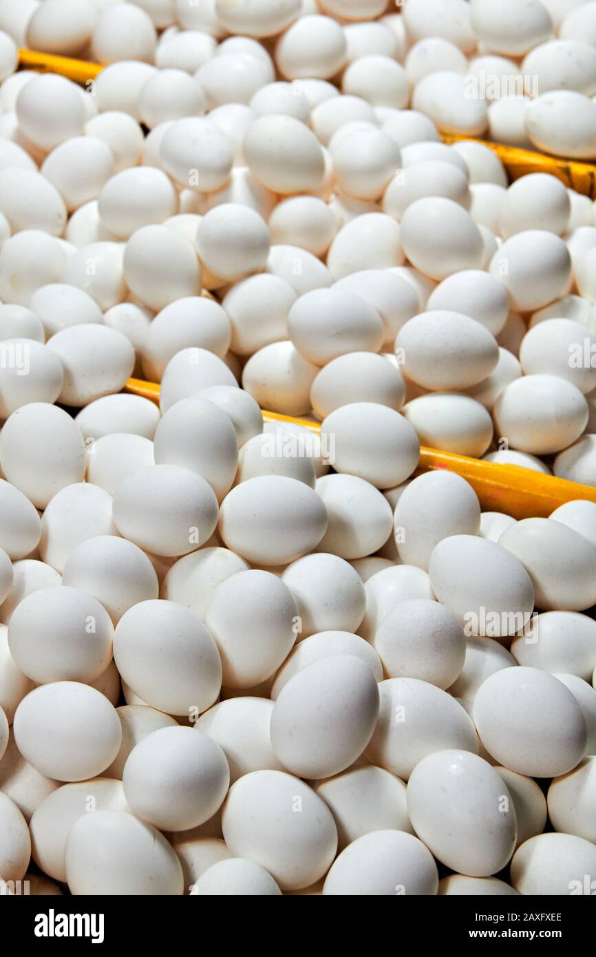 Close-up of heaps unsorted white eggs for sale in wet market in Iloilo, Philippines, Asia. Eggs in display with colorful dividers. Stock Photo