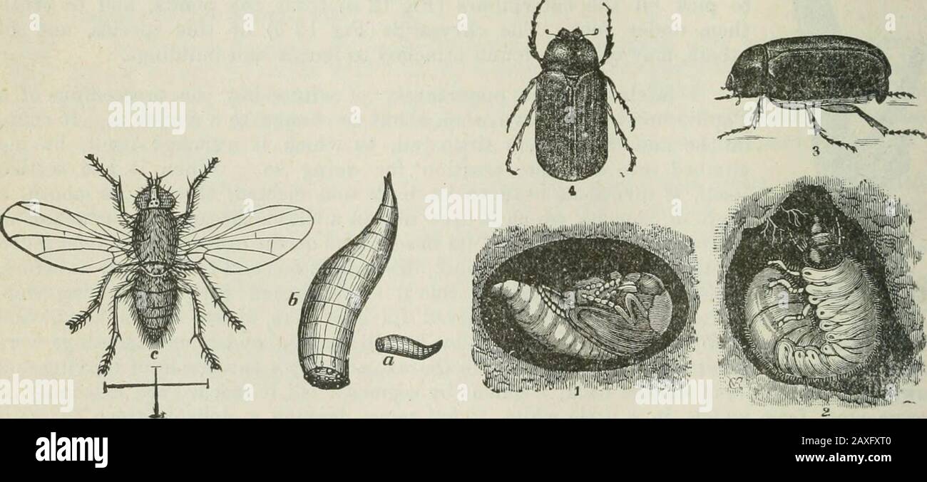 Ontario Sessional Papers, 1898-99, No.18-25 . d to find the potato-beetles  feeding on the tomato andtobacco plants in their gardens. The insect in its  native baunts fed on the wild potato,Solanum rostratum.