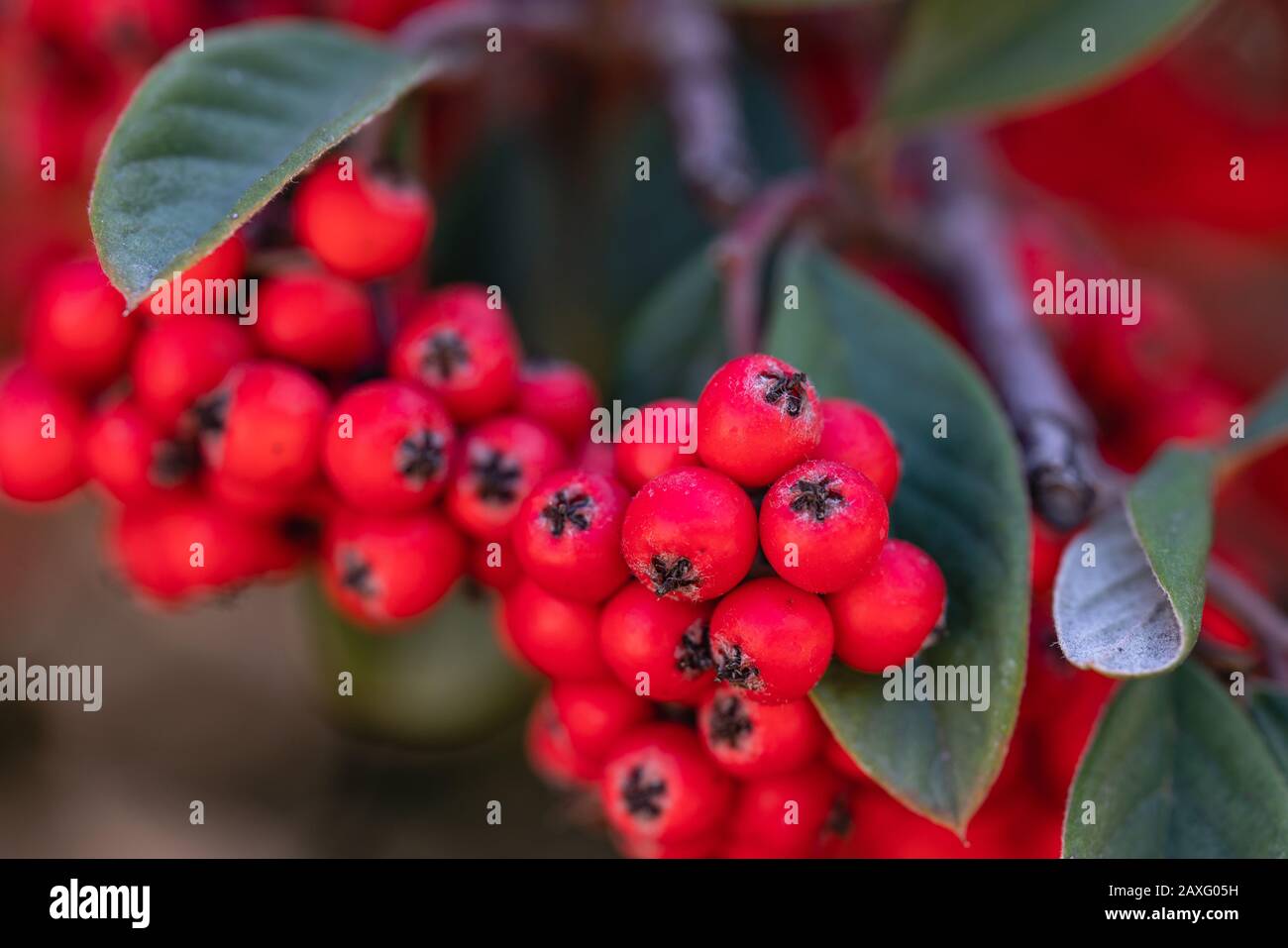 Cotoneaster plant with ripe red berries close up Stock Photo