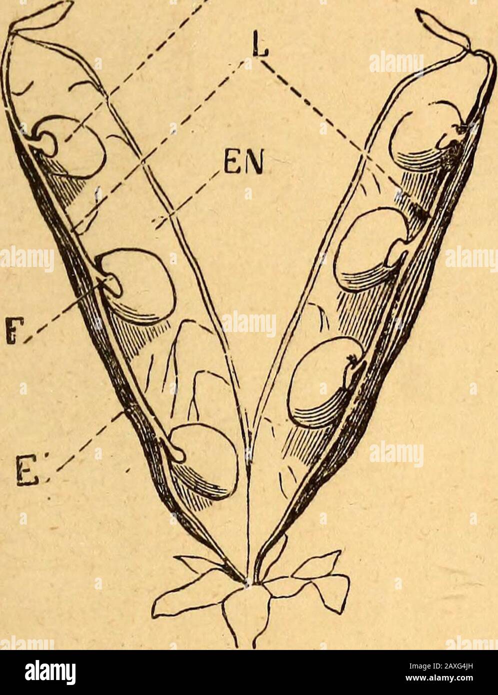 Text-book of structural and physiological botany . Fig. 315.—Fruit of peony, consisting of two follicles. The External Fonn of Plants, iSi to a false septum or replum a siliqua [when much longerthan broad ; when only about as long as broad, a silicula(Fig. 317)]. The schizocarp splits up, when ripe, into distinct pieces,p called meincarps. These last con- tain usually each a single seed,and as a rule remain closed, sel-dom opening to allow the seeds/ /l^y ^^ escape in the manner of a. Stock Photo