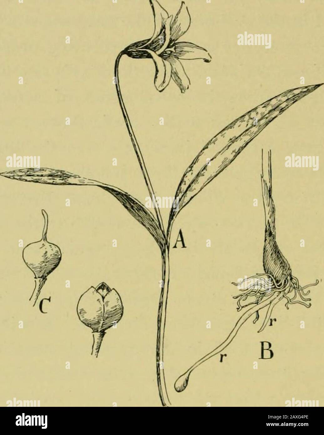 Nature and development of plants . them out is fairly started (see page 39). (a) The Fawn Lily, Erythronium americanum.—This speciesmay be examined as typical of the order (Fig. 287). This planthas received the atrocious name of adders-tongue, which is of-fensive and far-fetched, and also of dog-tooth violet, althoughit is not a violet at all. Burroughs has suggested the very appro-priate name of trout lily, since the mottled leaves often formconspicuous beds on shady banks of streams; but to those whohave experienced the spring time in the north country, the termfawn lily seems singularly app Stock Photo