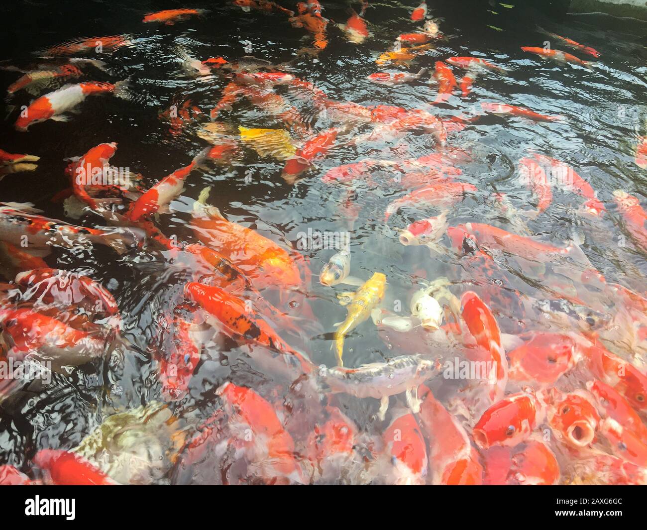 Koi fish swimming in the aquarium, Fancy carp fish Stock Photo