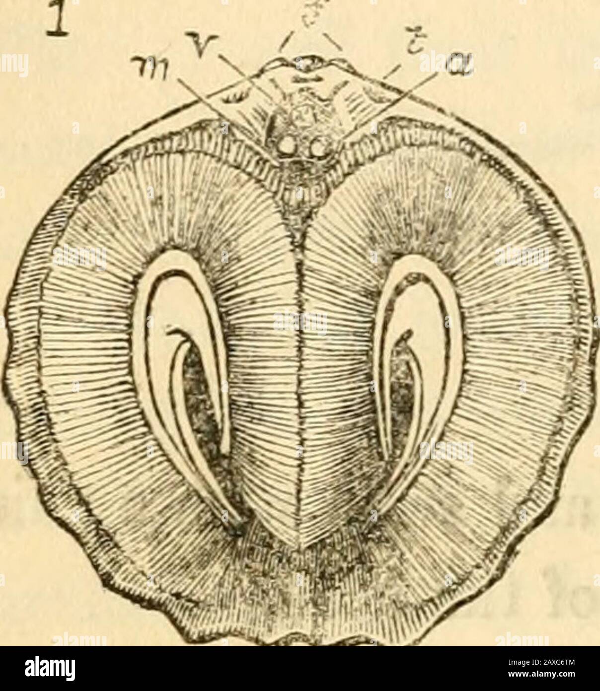 A manual of the Mollusca, or, A rudimentary treatise of recent and fossil shells . Fig. 3. A Fteropod. § The other mollusca ai-e acepJialoKS, or destitute of any dis-tinct head; they are all aquatic, and most of them are attached,or have no means of moving from place to place. They are di-vided into three classes, characterized by modifications in theirbreathing-organ and shell. 4. The bracJdapoda^ are bivalves, having one shell placedon the back of the animal, and the other in front; they have no * Gaster, the under side of the body. t Fig. 2. Helix desertorum. Forskal. From a Hving specimen Stock Photo