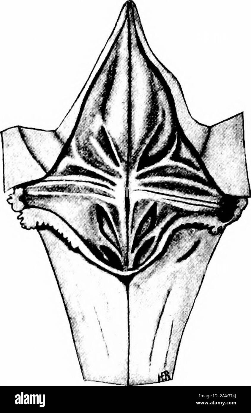 Medullaris Black and White Stock Photos & Images Alamy