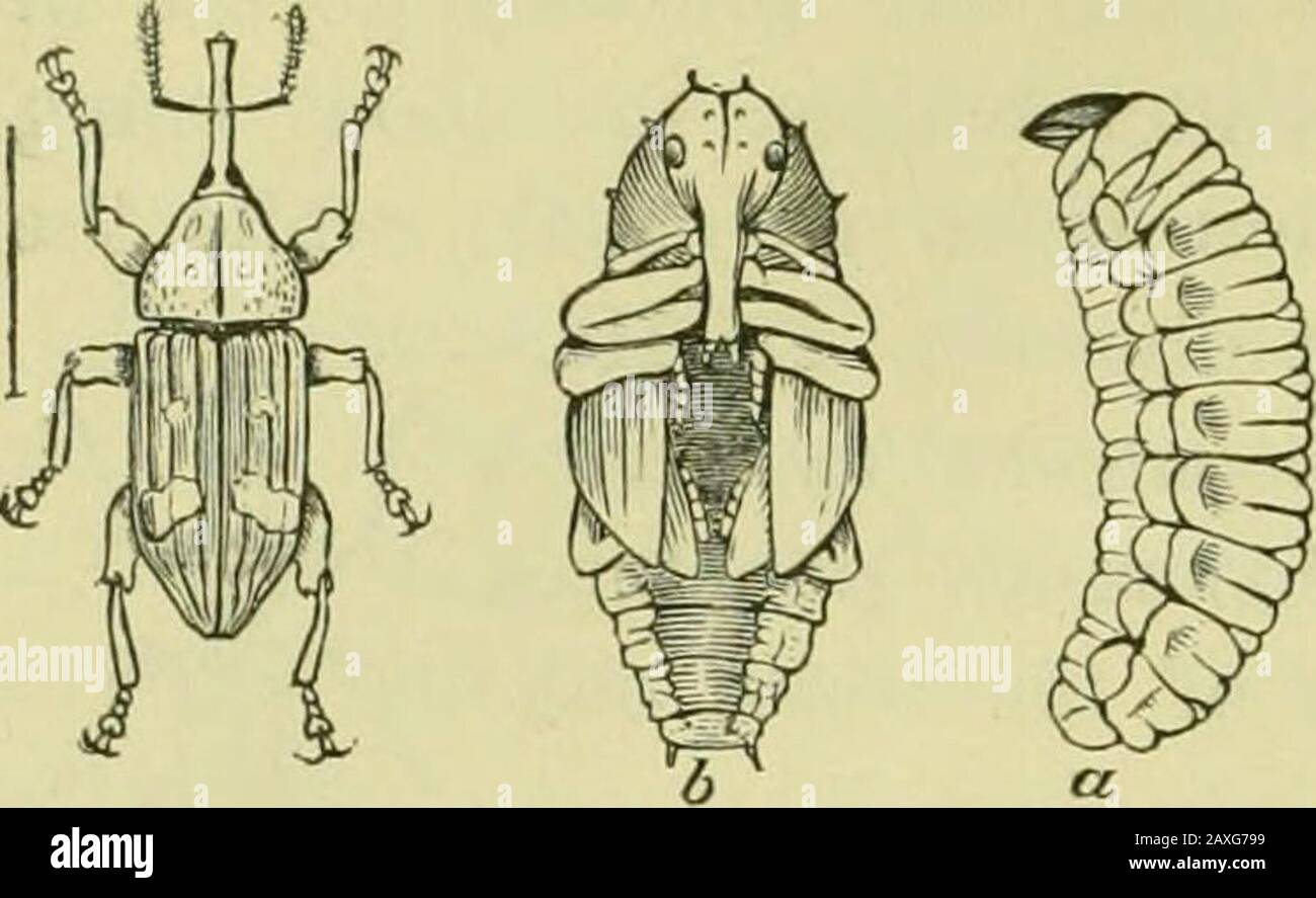 Guide to the study of insects and a treatise on those injurious and ...