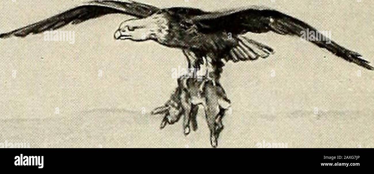 Dead hawk on ground hi-res stock photography and images - Alamy