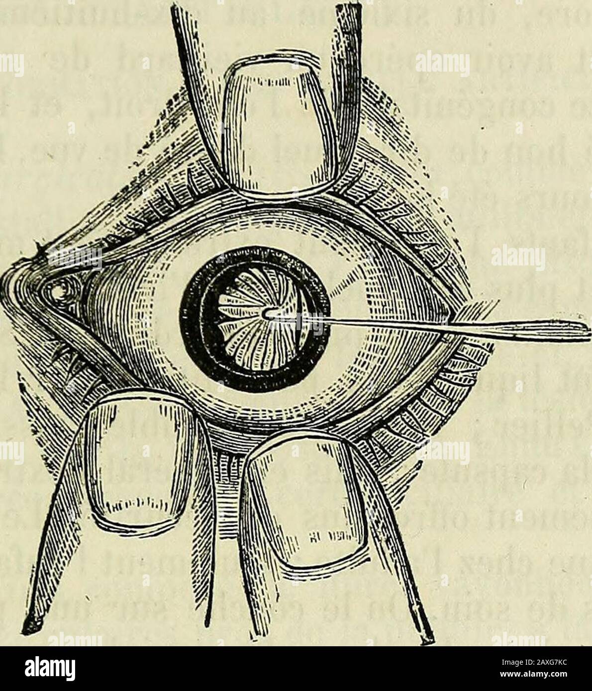 Mie Stock Photos Mie Stock Images Alamy