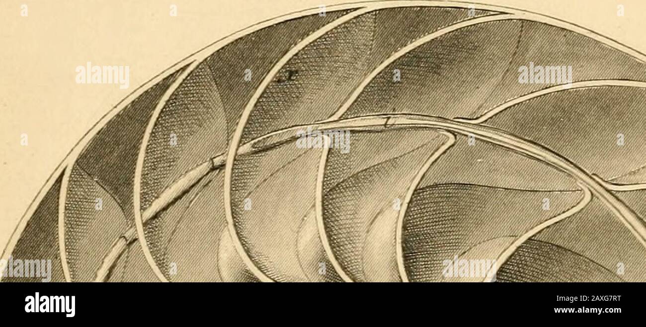 A manual of the Mollusca, or, A rudimentary treatise of recent and fossil shells . ^cliiuin minimimi, Drap. sp. y. Britain. Cyclostomidce. 40. Cyclostoma elegans, ]IiiU. sp. Britain. 41. Cyclopborus involvulus, INIiill. sp. f. India. 42. Pupina bi-caualiculata, Sby. N. Australia. 43. Hclicma Bro^Miii, Sby. Philippines. 44. Acicula fusca. Walker, sp. . Britain, SMITHSONIAN INSTITUTION LIBRARIES 3 9088 00562 2659. ymanualofmollusca00wood Stock Photo