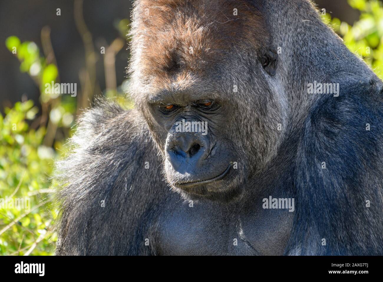 western Lowland Gorilla (Gorilla, gorilla, gorilla) with pouting look on face Stock Photo