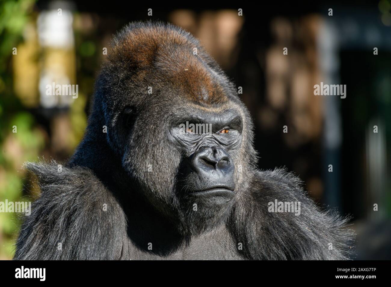 western Lowland Gorilla (Gorilla, gorilla, gorilla) with strong, intense look on face Stock Photo