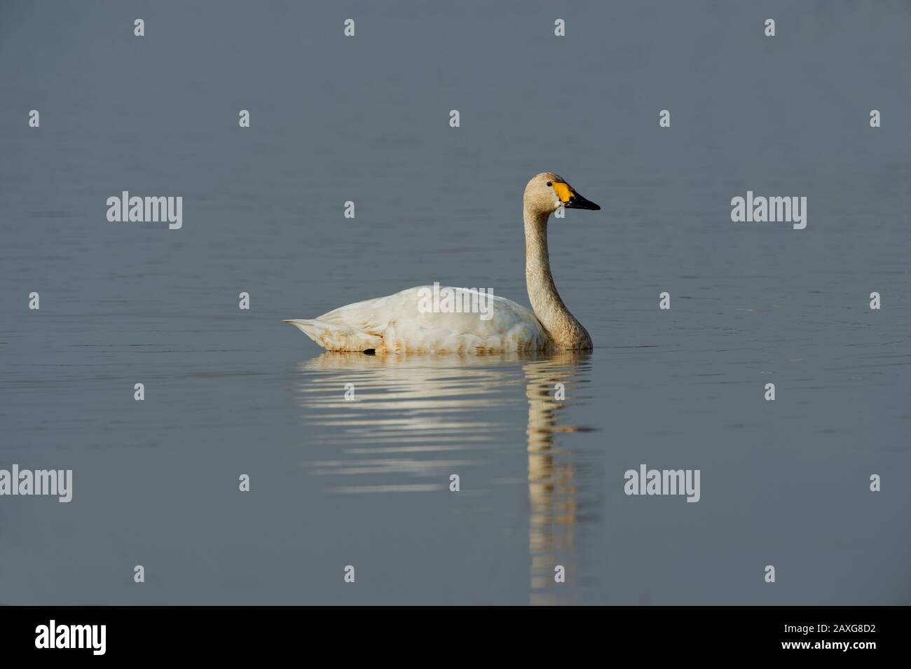 Whooper swan (Cygnus cygnus) at Wuxing Farm, Wuxing Nanchang, Poyang Lake Basin, east-central China Stock Photo