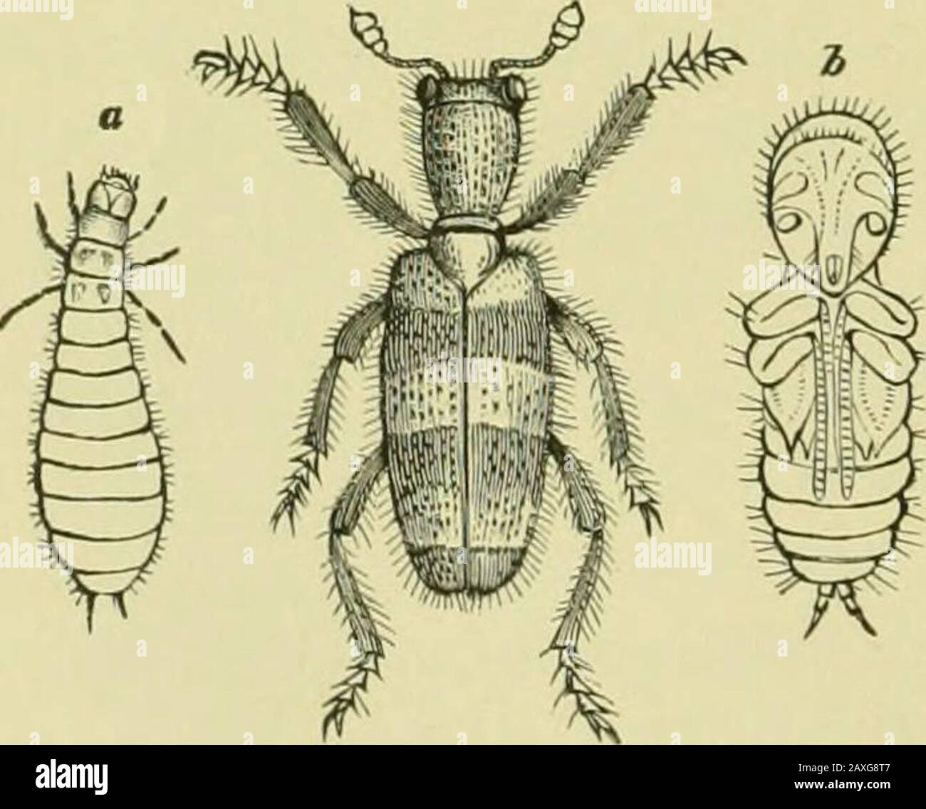 Meg As An Insect Guide to the study of insects and a treatise on those injurious and ...