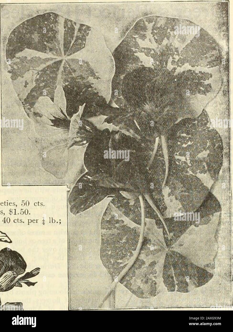 Dreer's garden book : seventy-fourth annual edition 1912 . Lobbs Nasturtium. Stock Photo