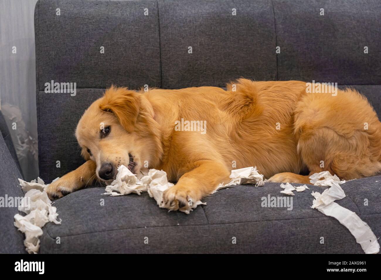 Naughty golden retriever dog bite tissue on sofa Stock Photo Alamy