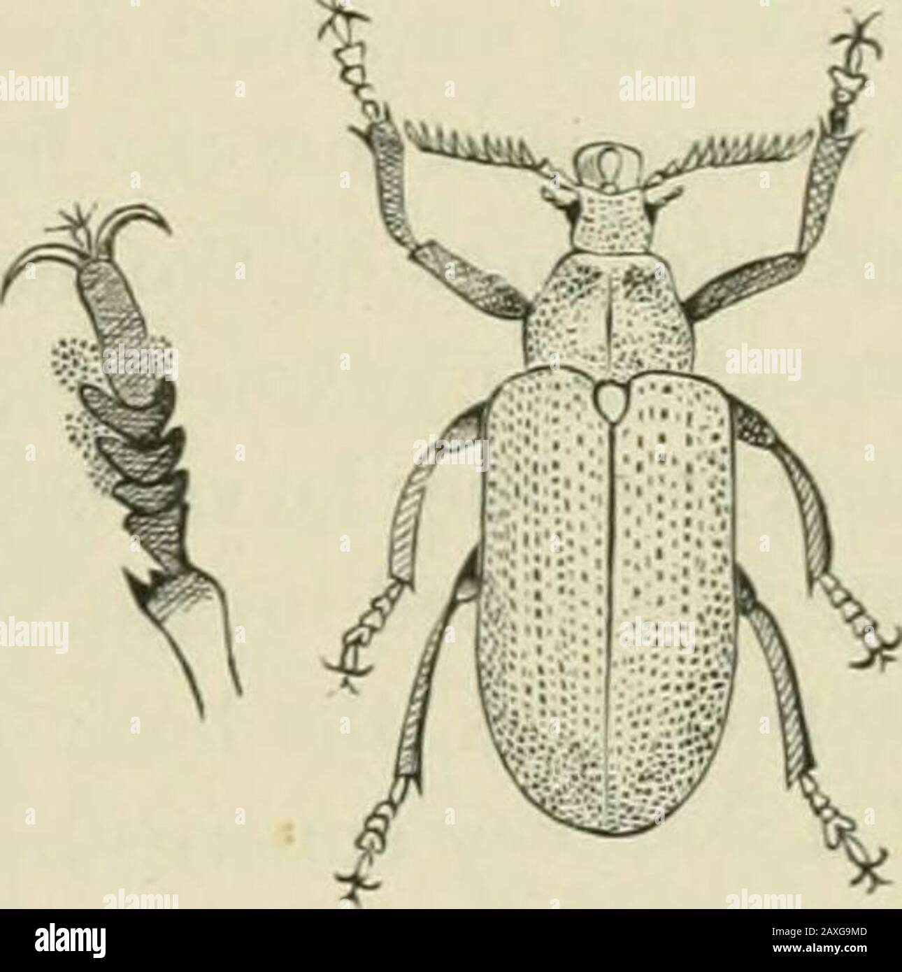 Guide to the study of insects and a treatise on those injurious and beneficial to crops, for the use of colleges, farm-schools, and agriculturists . Ty m ^ iH Fig. 426. Cebrionid.e Westwood. This family differs from the preceding group in the greater number (six) of abdominal seg- SCHIZOPODID^. 463 ments, the well cleAeloped tibial spurs, the expansion of theanterior tibiae at the apex, and in the close connection betweenthe front and the labrum. The females are found at the en-trance of holes which they excavate in the ground. (Leconte.)In Cehrio the labrum is separated by suture from the fro Stock Photo
