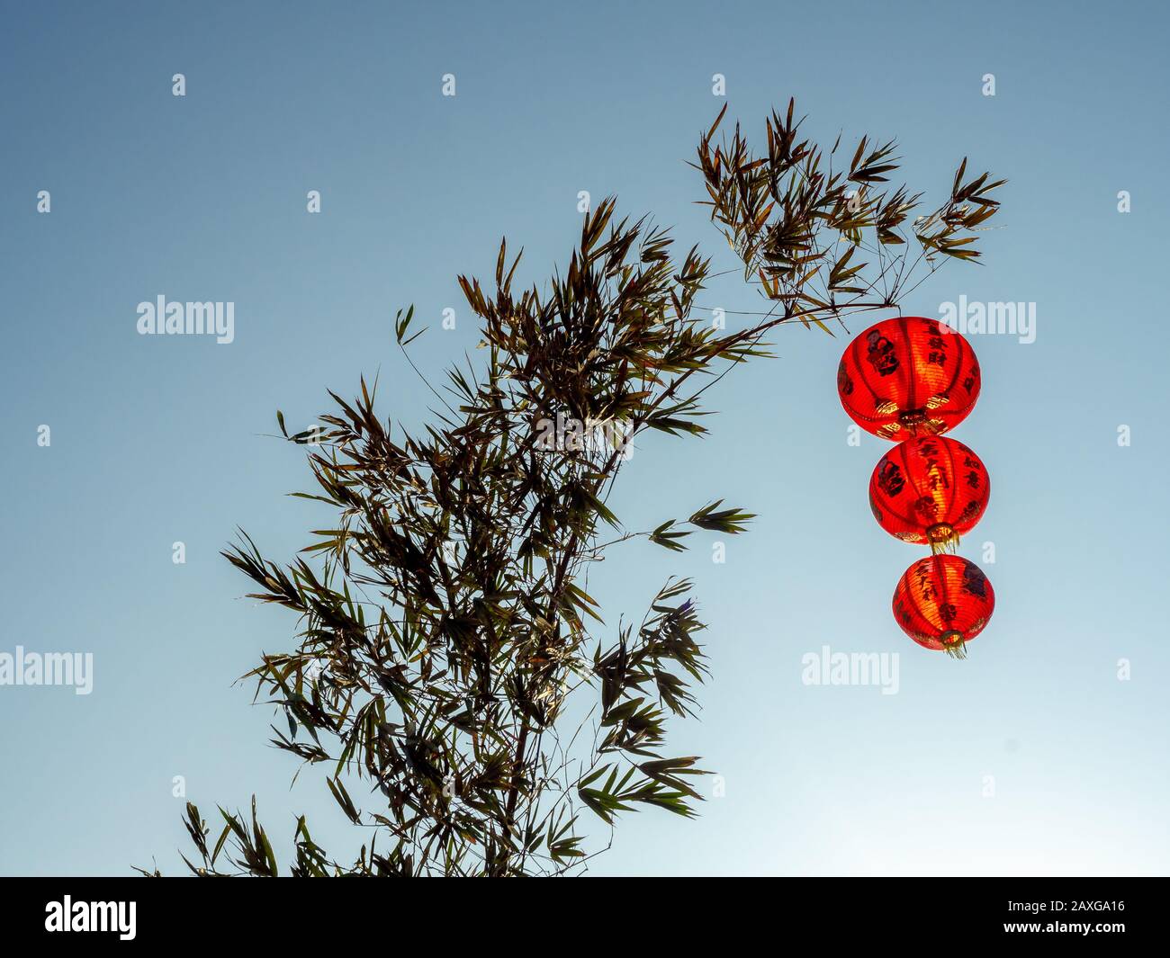 Red Chinese hanging lanterns on bamboo tree on blue sky background ...