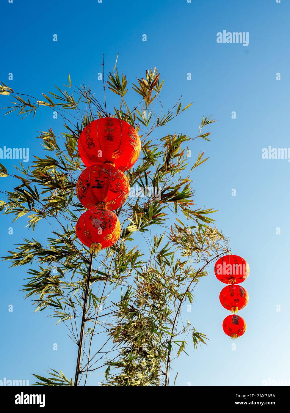 Red Chinese hanging lanterns on bamboo tree on blue sky background ...