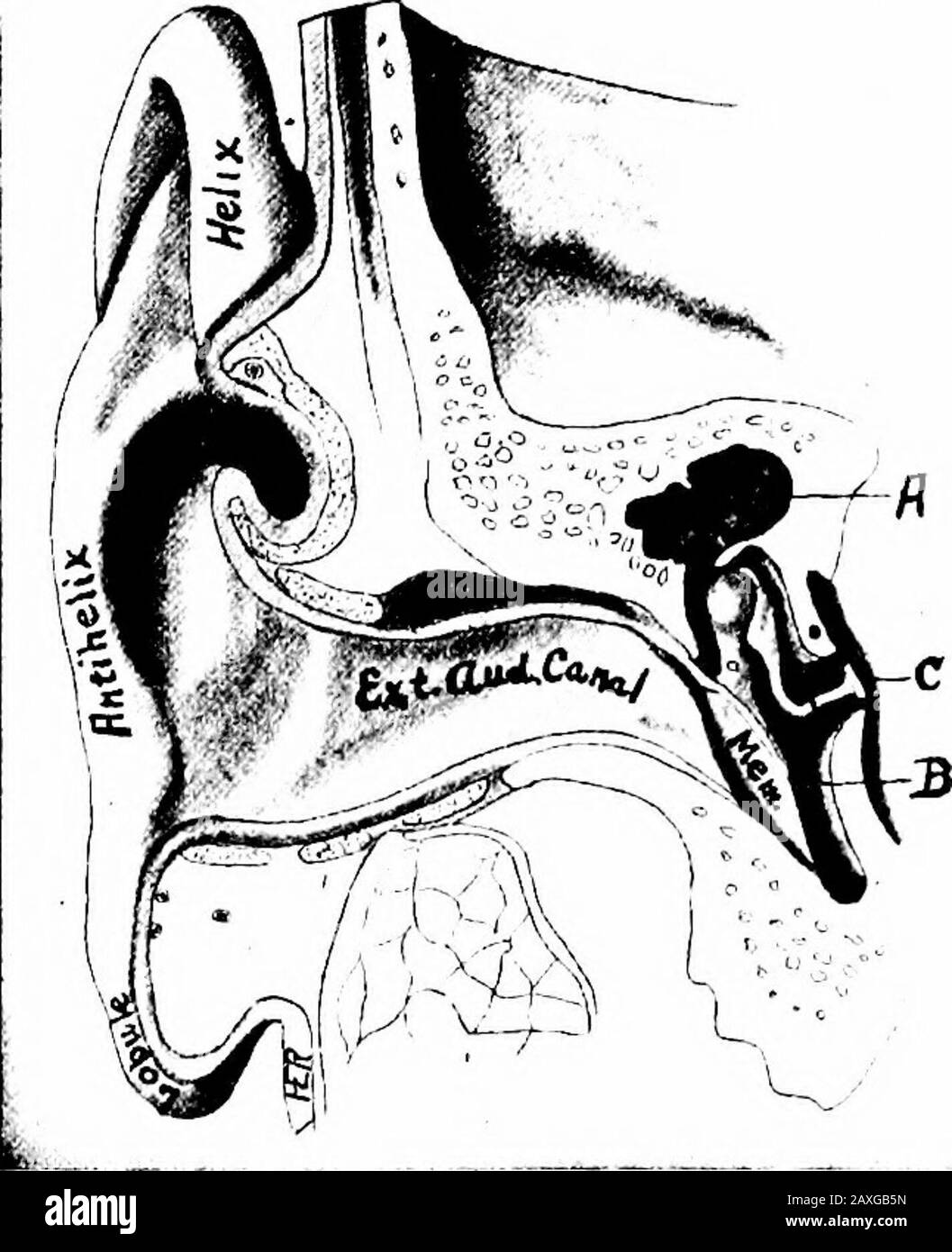 A manual of anatomy . kincontinued from the pinna and in it are found the ceruminous, orwax glands {glandulce ceruminosce) and many hairs {barbula hirci). THE MIDDLE EAR The middle portion, or tympanum {cavum tympani) consists of thetympanic cavity proper, the attic, the membrana tympani, the ossiclesand its connection with the pharynx, the auditory tube. 350 THE TYMPANIC CAVITY 351 The tympanic cavity proper, or atrium lies just medial tothe tympanic membrane and is a narrow space, quadrilateral inshape. It is placed practically parallel to the sagittal plane of thebody. Its length and height Stock Photo