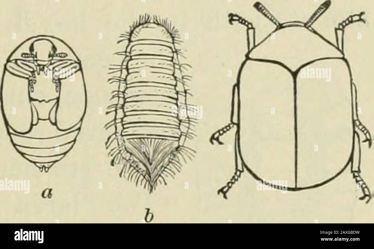 Guide to the study of insects and a treatise on those injurious and beneficial to crops, for the use of colleges, farm-schools, and agriculturists . he slightest jar, canbe kept out only with the greatest precautions. Der-mestes lardarius Linn., the larger of the two, is ol)longoval, with short legs, black, with the base of the elytragray buff, covered by two broad lines. It is timid andFig. 397. slow in its movements, and when, disturbed seeks ashelter, or mimics death. We have found the larva (Fig.396) of probably another species of Dermestes, crawling upthe side of an out-house. It was near Stock Photo