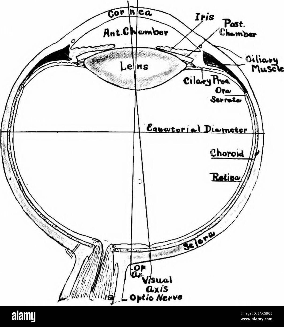 A manual of anatomy . ant behind that organ. THE EYEBALL The eyeball {bulbus oculi) occupies the anterior portion of the orbitbeing protected by the orbital margins and the eyelids. The antero-posterior and the transverse diameters are 24 mm. while the verticaldiameter is 23.5 mm. so that the eyeball is not quite a sphere at theequator. At birth the eyeball is about 17.5 mm. in diameter and is THE CORNEA 343 nearly spherical in shape. It increases about 3 mm. between birthand puberty and soon thereafter attains its adult size and shape. The apparent difference in the size of the eyeballs of di Stock Photo