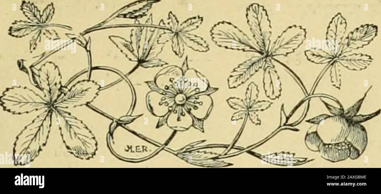 The Gardeners' chronicle : a weekly illustrated journal of horticulture and allied subjects . Photograph by H. N. King. Moat at Ditton Park, the residence of the Lord Wolverton. Printed by Lov« & Malcomson, Ltd., London, W.C, Sf.itember 13, 1913.] THE GARDENERS CHRONICLE. 181. THE (garfonm (Kljrnnirk No. 1,394.—SATUBDA Y, SEPTEMBER, 13, 1913. CONTENTS. Arthropodium cirrha- Potatos in France and tum 1S4 Belgium 189 Bankruptcy statistics .. 189 Primula Rushyi.. 190 Books, notices of—Daffodil Year Book ..G£o-Botanique Congo- 185 Rose garden, an experi-mental .. 189 [aise, Documents R.H.S. Fruit S Stock Photo