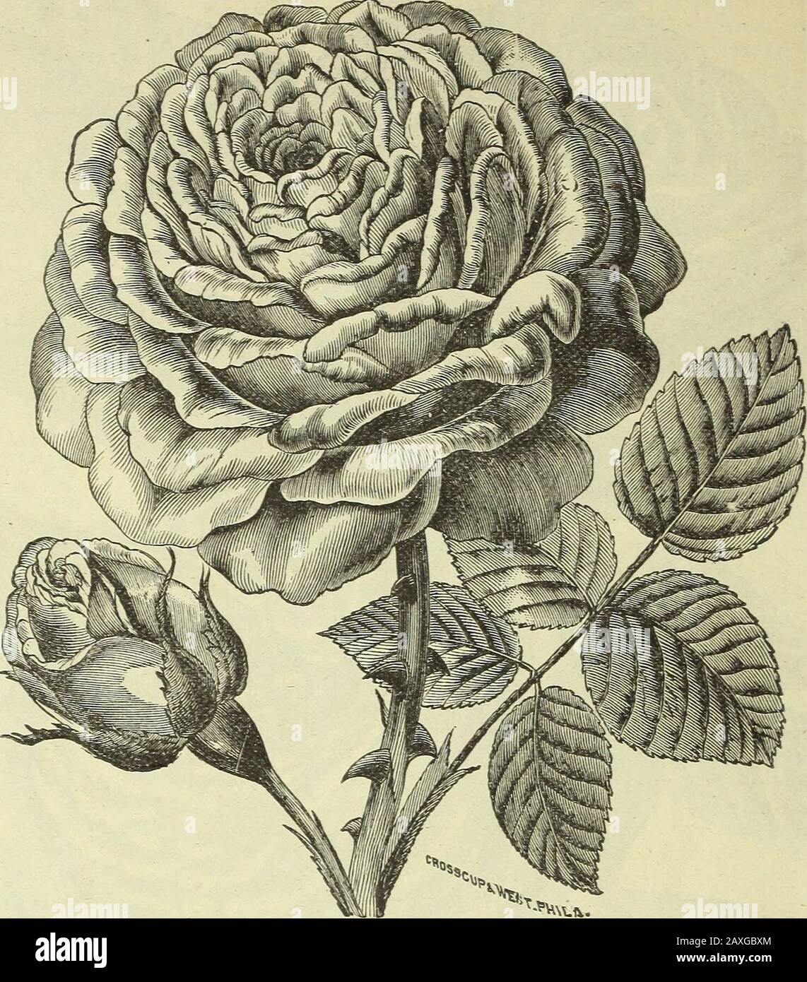 The new guide to rose culture : 1881 . MAGNA CHARTA.—A CHOICE HARDY HYDRID  PERPETUAI.. MAGNA CHARTA.—A splendid new English Rose; extra large  fullflowers, very douDle and sweet; color, clear rosy pink,