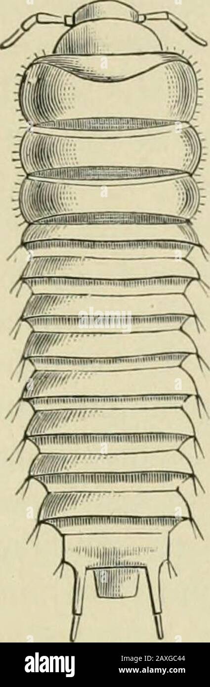 Eyeless Insect Guide to the study of insects and a treatise on those injurious and ...