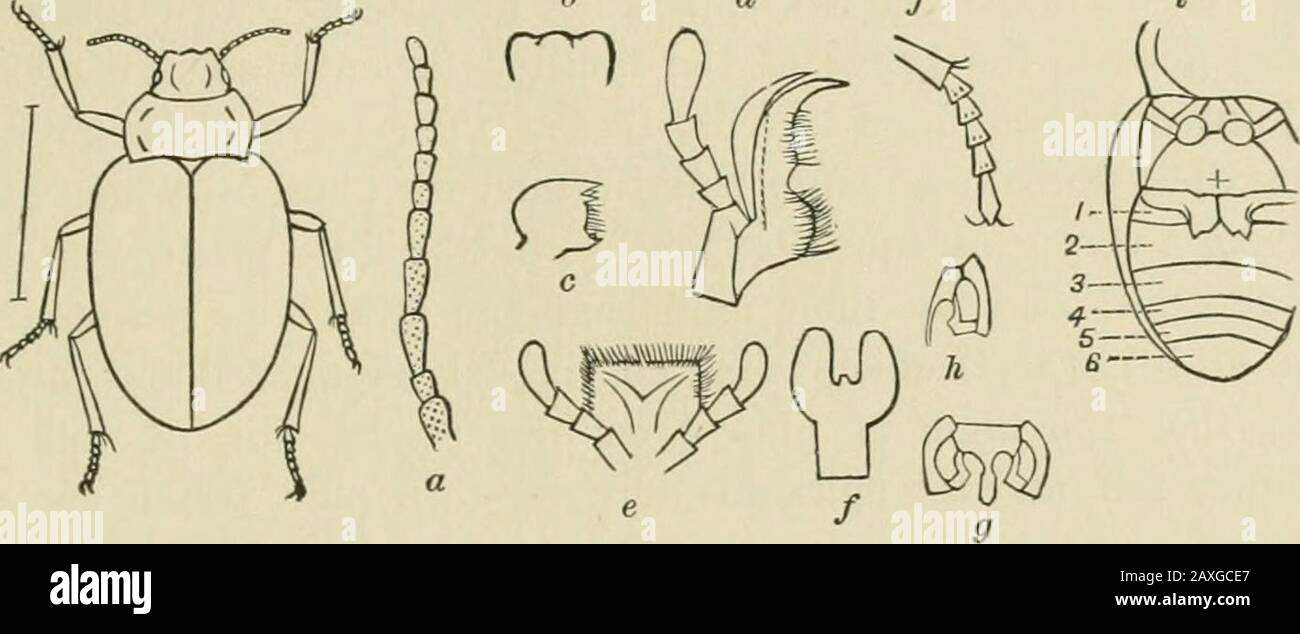 Elementary studies in insect life. Insects. 264 ELEMENTARY STUDIES IN  INSECT LIFE of which dovetails into the mesosternnm. This is the  metasternum. (Fig. 200.) Note that the first abdom- inal segment