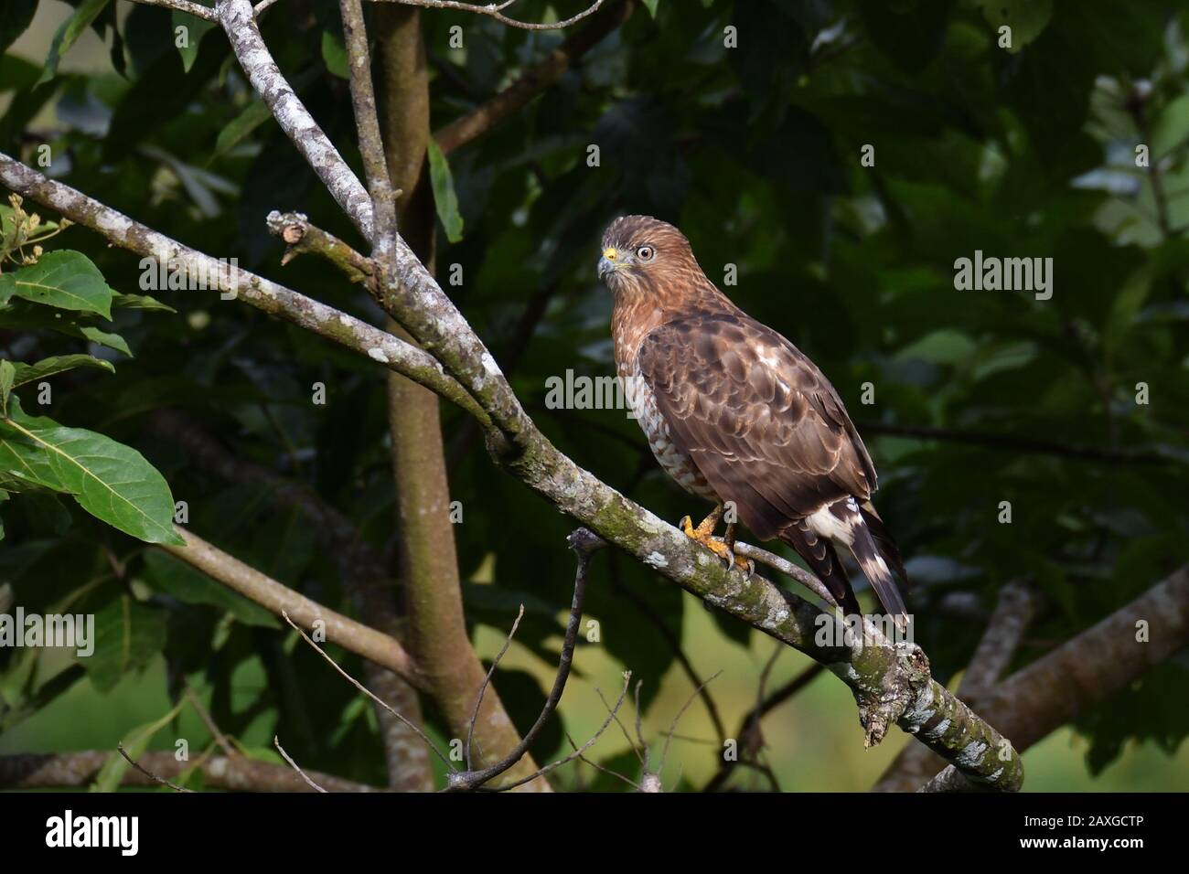 Broad-winged hawk in Costa Rica rainforest Stock Photo