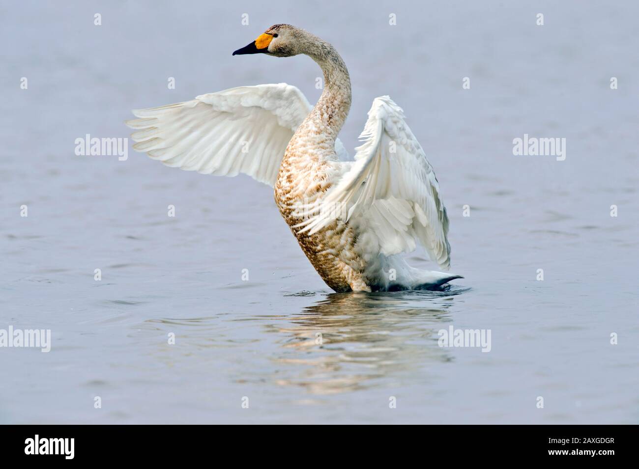 Whooper swan (Cygnus cygnus) wing stretch at Wuxing Farm, Wuxing Nanchang, Poyang Lake Basin, east-central China Stock Photo