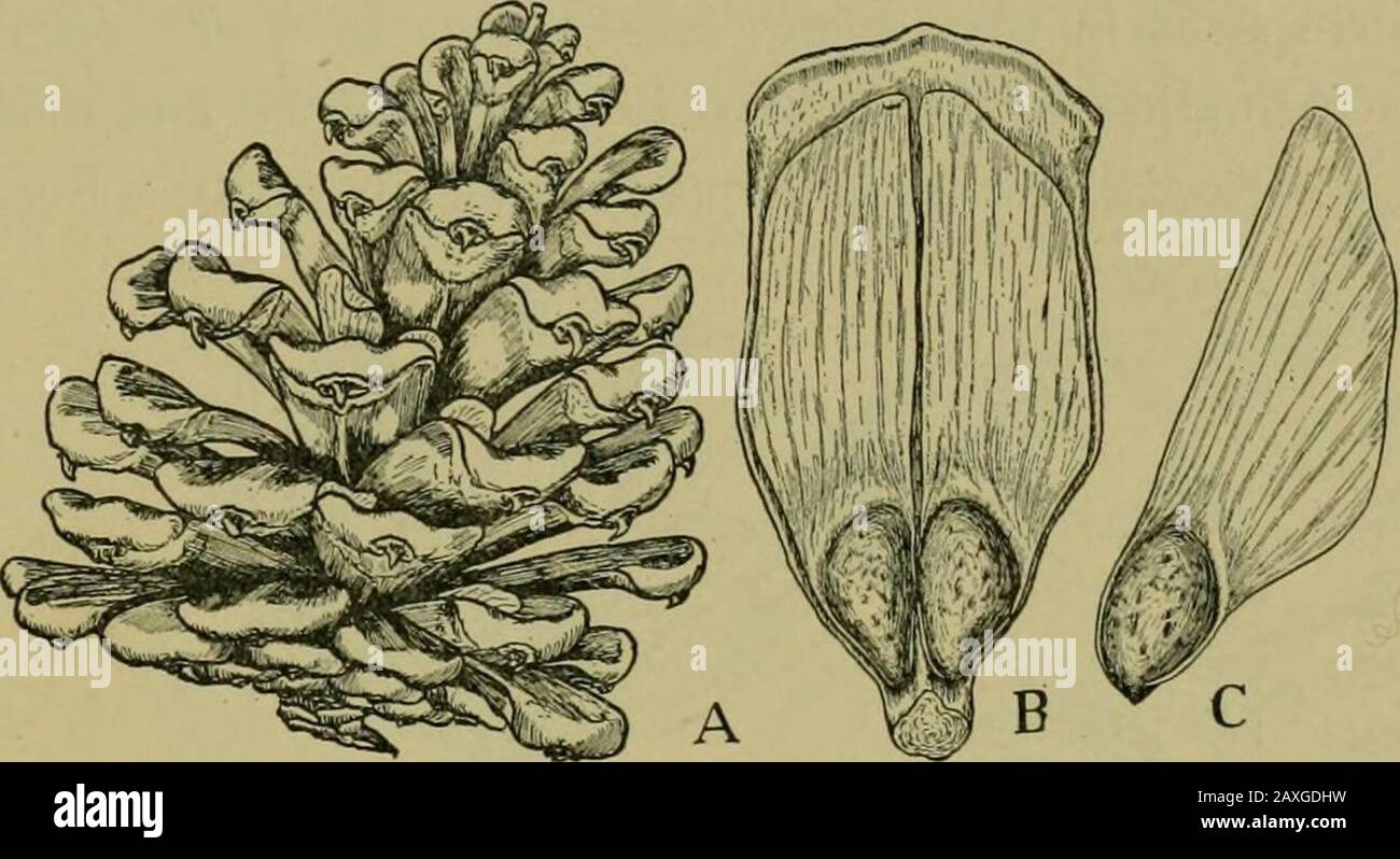 Nature and development of plants . Fig. 257. Sectional view of pine seed: /. hard integument; g, gameto-phyte, often called the endosperm, which has completely consumed thesporangia! tissues. The embryo consists of a root, r, ensheathed in alarge root cap. cotyledons, r, and stem, s. DEVELOPMENT OF PLANTS 34i bryo matures it absorbs all the tissues of the sporangium, thusfilling the space within the integument (Fig. 257). The cellsof the female gametophyte are often called the endosperm.By these growths the seed is formed and prepared for its dor-mant state, as in the preceding order. In some Stock Photo