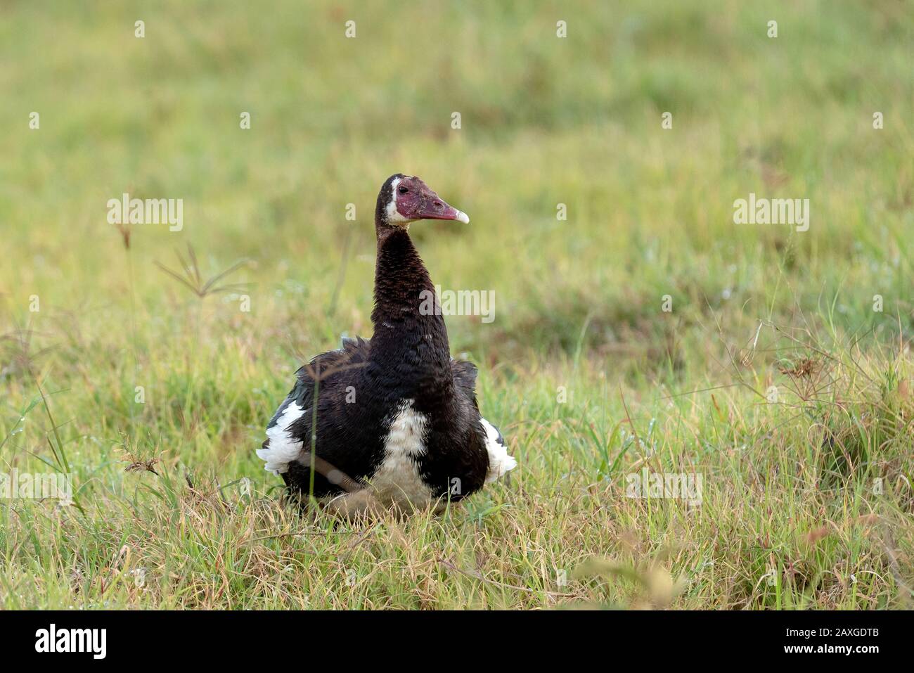 African spur winged goose in the Ngorongoro crater Stock Photo